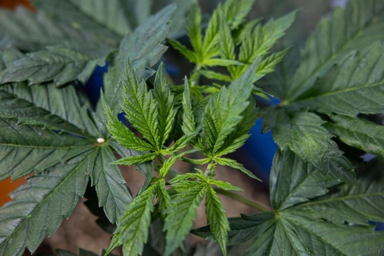 Permanent Marker - Zamnesia x B&B. Week 4 - Permanent Marker - Week 4/5 - Topping