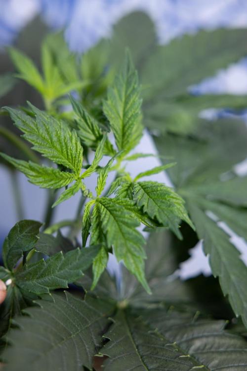 Permanent Marker - Zamnesia x B&B. Week 4 - Permanent Marker - Week 4/5 - Topping