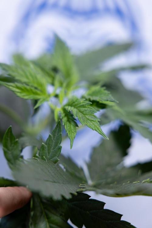 Permanent Marker - Zamnesia x B&B. Week 4 - Permanent Marker - Week 4/5 - Topping