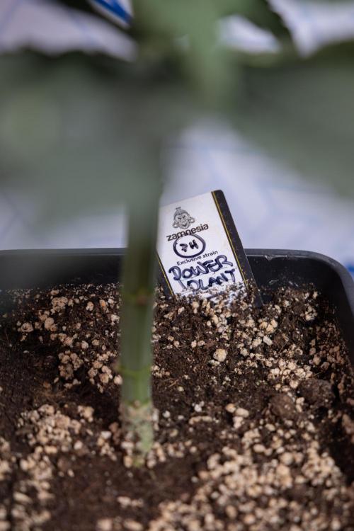 Power Plant - Zamnesia & B&B. Week 4 - Power Plant - Week 5 - Topping