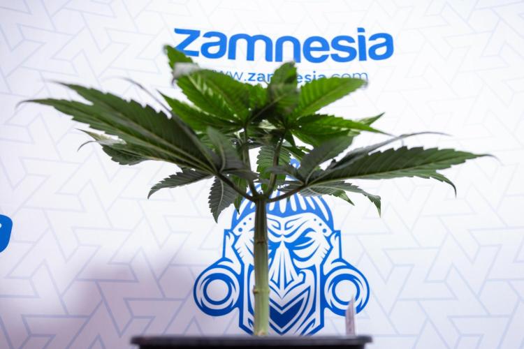 Power Plant - Zamnesia & B&B. Week 4 - Power Plant - Week 5 - Topping