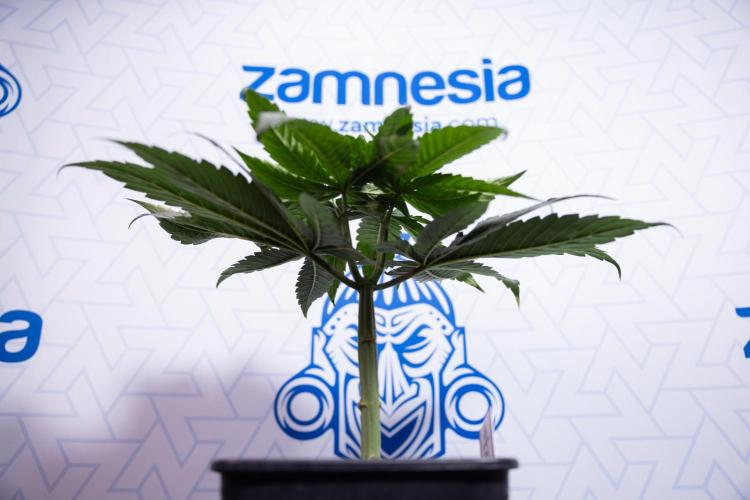 Power Plant - Zamnesia & B&B. Week 4 - Power Plant - Week 5 - Topping