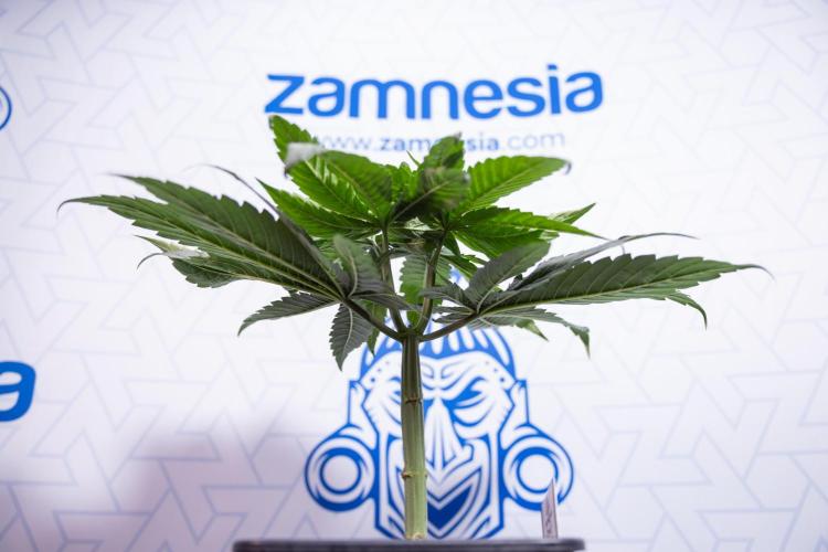 Power Plant - Zamnesia & B&B. Week 4 - Power Plant - Week 5 - Topping