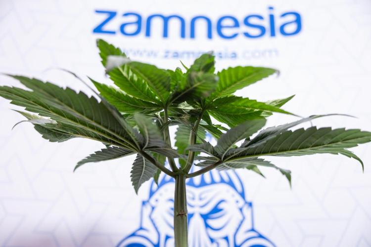 Power Plant - Zamnesia & B&B. Week 4 - Power Plant - Week 5 - Topping