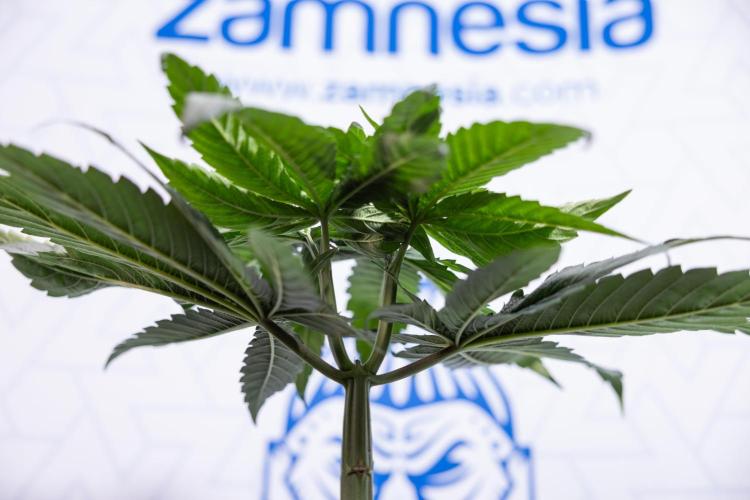 Power Plant - Zamnesia & B&B. Week 4 - Power Plant - Week 5 - Topping