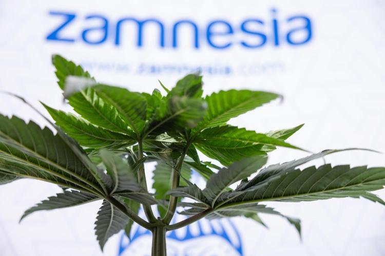 Power Plant - Zamnesia & B&B. Week 4 - Power Plant - Week 5 - Topping