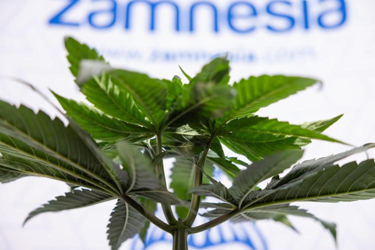 Power Plant - Zamnesia & B&B. Week 4 - Power Plant - Week 5 - Topping