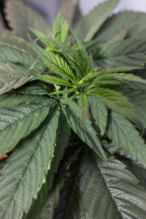 Power Plant - Zamnesia & B&B. Week 4 - Power Plant - Week 5 - Topping