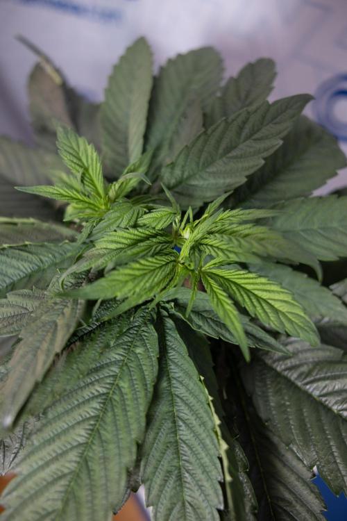 Power Plant - Zamnesia & B&B. Week 4 - Power Plant - Week 5 - Topping