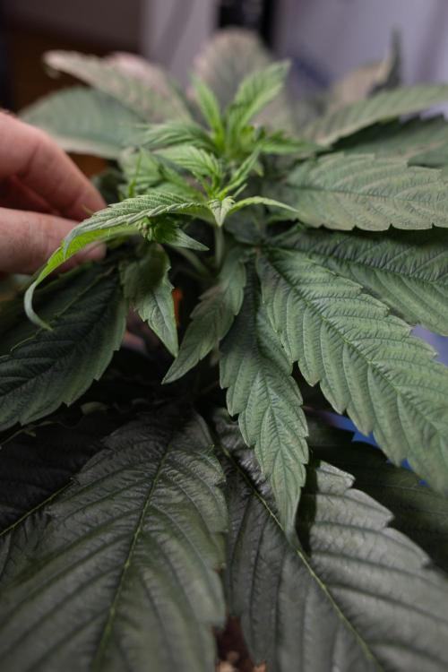 Power Plant - Zamnesia & B&B. Week 4 - Power Plant - Week 5 - Topping