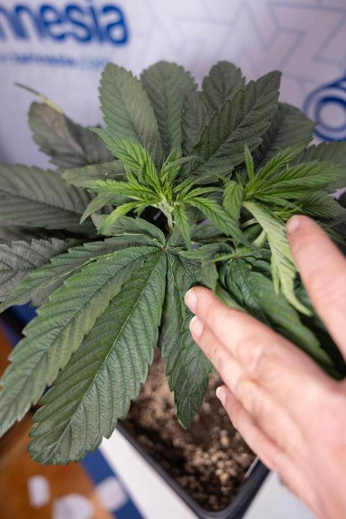 Power Plant - Zamnesia & B&B. Week 4 - Power Plant - Week 5 - Topping