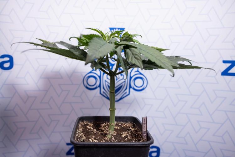 Power Plant - Zamnesia & B&B. Week 4 - Power Plant - Week 5 - Topping