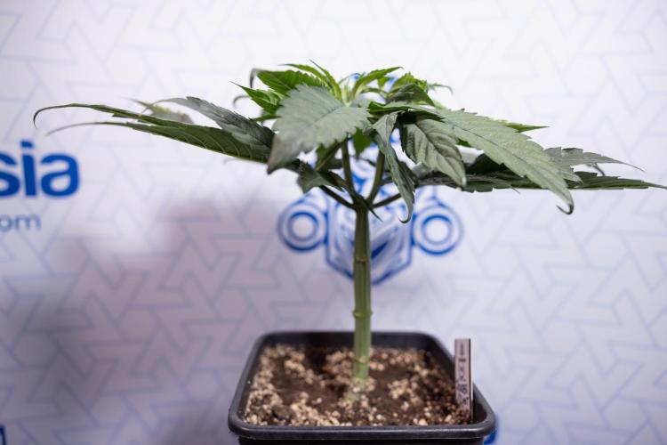 Power Plant - Zamnesia & B&B. Week 4 - Power Plant - Week 5 - Topping