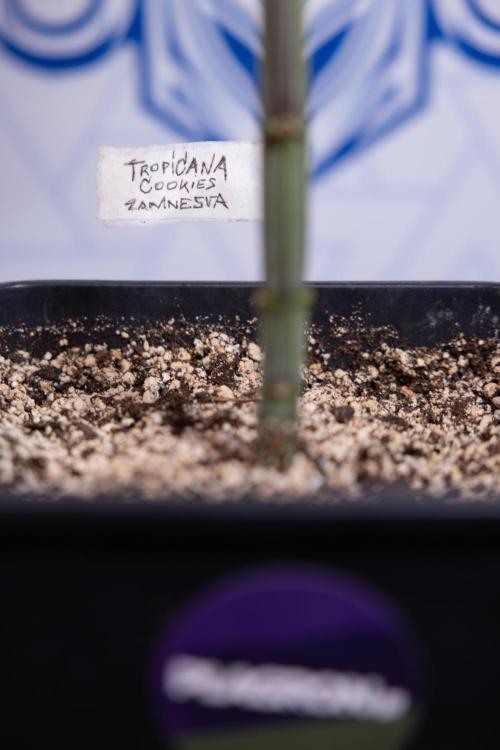 Tropicana Cookies #2 - Zamnesia x B&B. Week 4 - Tropicana Cookies #2 - Topping