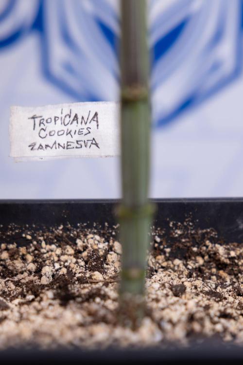 Tropicana Cookies #2 - Zamnesia x B&B. Week 4 - Tropicana Cookies #2 - Topping