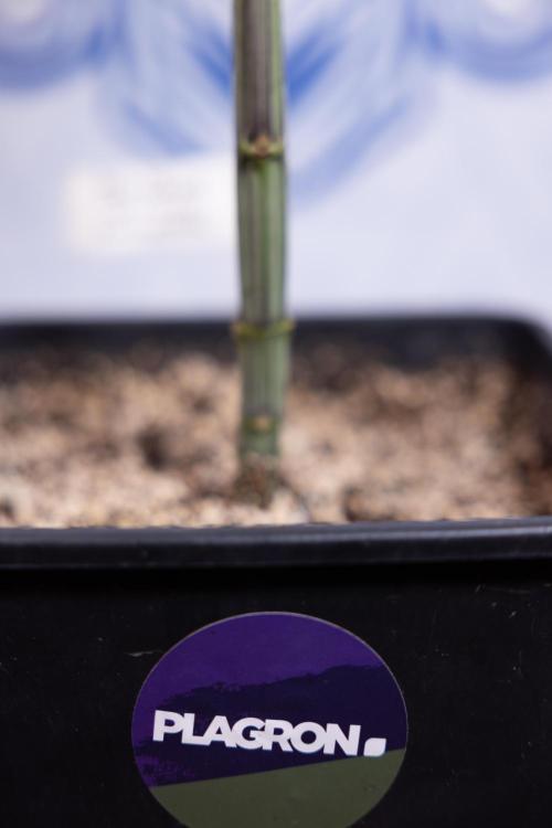 Tropicana Cookies #2 - Zamnesia x B&B. Week 4 - Tropicana Cookies #2 - Topping