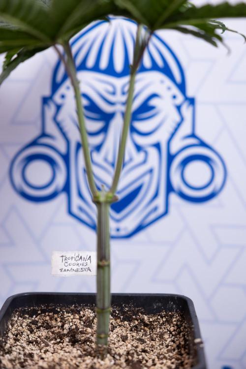 Tropicana Cookies #2 - Zamnesia x B&B. Week 4 - Tropicana Cookies #2 - Topping