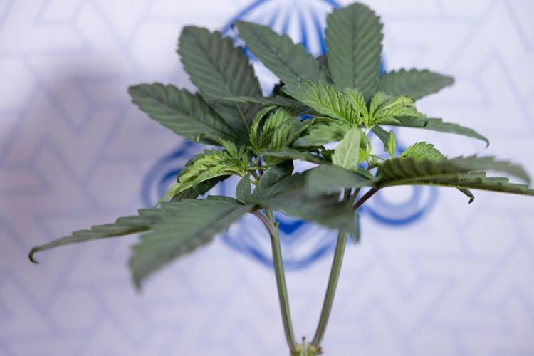 Tropicana Cookies #2 - Zamnesia x B&B. Week 4 - Tropicana Cookies #2 - Topping