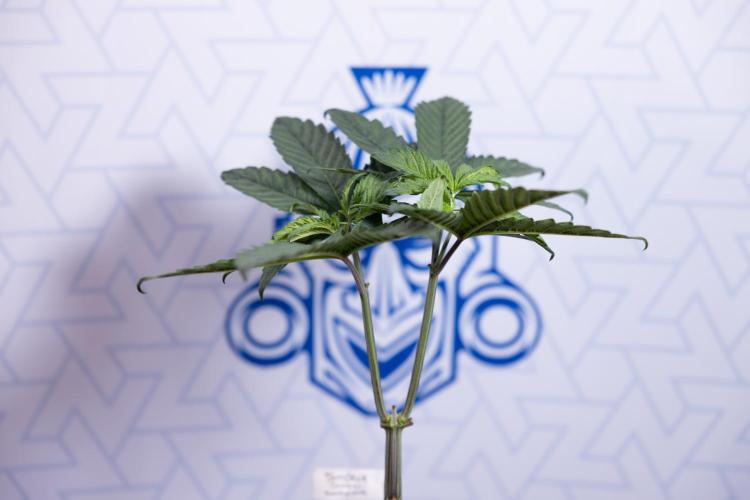 Tropicana Cookies #2 - Zamnesia x B&B. Week 4 - Tropicana Cookies #2 - Topping