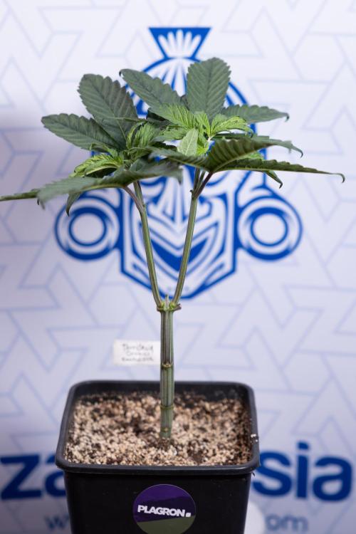 Tropicana Cookies #2 - Zamnesia x B&B. Week 4 - Tropicana Cookies #2 - Topping