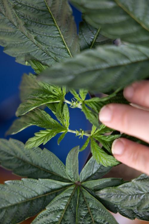 Tropicana Cookies #2 - Zamnesia x B&B. Week 4 - Tropicana Cookies #2 - Topping