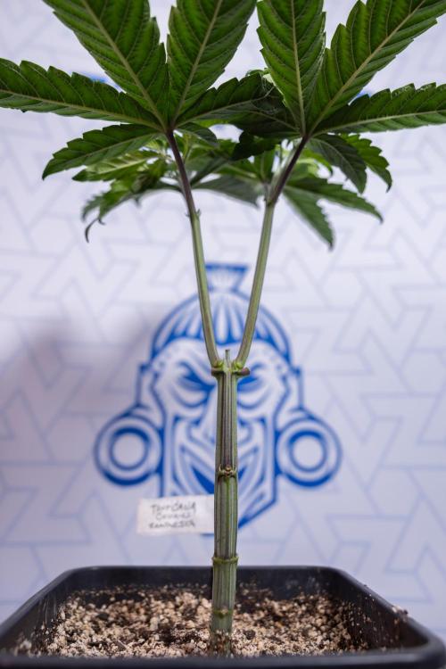 Tropicana Cookies #2 - Zamnesia x B&B. Week 4 - Tropicana Cookies #2 - Topping