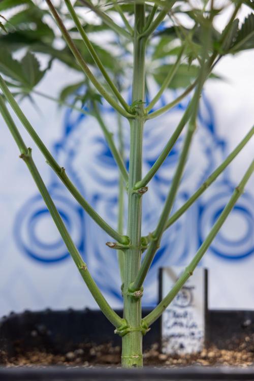 Tropicana Cookies #1 - Zamnesia x B&B. Week 4 - Tropicana Cookies #1 - Fimming