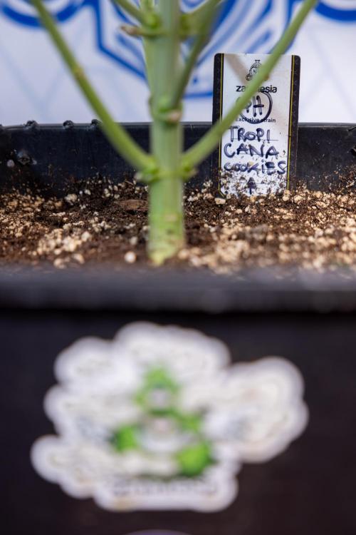 Tropicana Cookies #1 - Zamnesia x B&B. Week 4 - Tropicana Cookies #1 - Fimming