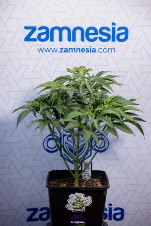 Tropicana Cookies #1 - Zamnesia x B&B. Week 4 - Tropicana Cookies #1 - Fimming