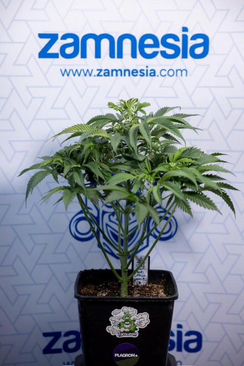 Tropicana Cookies #1 - Zamnesia x B&B. Week 4 - Tropicana Cookies #1 - Fimming