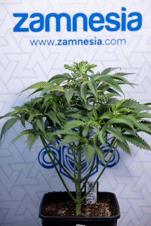 Tropicana Cookies #1 - Zamnesia x B&B. Week 4 - Tropicana Cookies #1 - Fimming