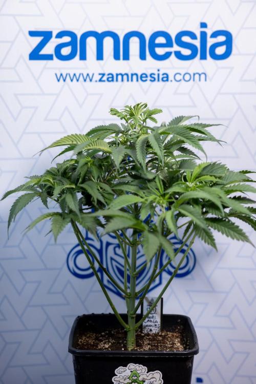 Tropicana Cookies #1 - Zamnesia x B&B. Week 4 - Tropicana Cookies #1 - Fimming