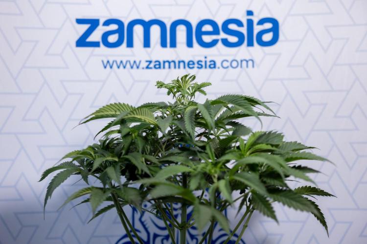 Tropicana Cookies #1 - Zamnesia x B&B. Week 4 - Tropicana Cookies #1 - Fimming