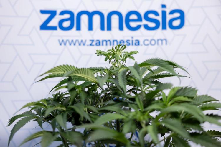 Tropicana Cookies #1 - Zamnesia x B&B. Week 4 - Tropicana Cookies #1 - Fimming