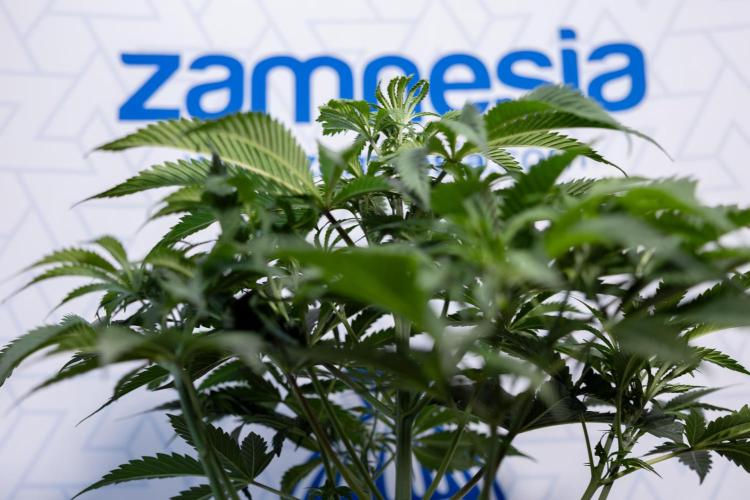 Tropicana Cookies #1 - Zamnesia x B&B. Week 4 - Tropicana Cookies #1 - Fimming