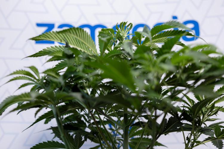 Tropicana Cookies #1 - Zamnesia x B&B. Week 4 - Tropicana Cookies #1 - Fimming