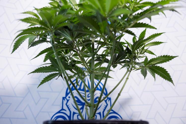 Tropicana Cookies #1 - Zamnesia x B&B. Week 4 - Tropicana Cookies #1 - Fimming