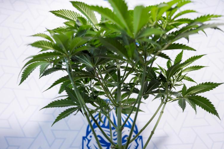 Tropicana Cookies #1 - Zamnesia x B&B. Week 4 - Tropicana Cookies #1 - Fimming