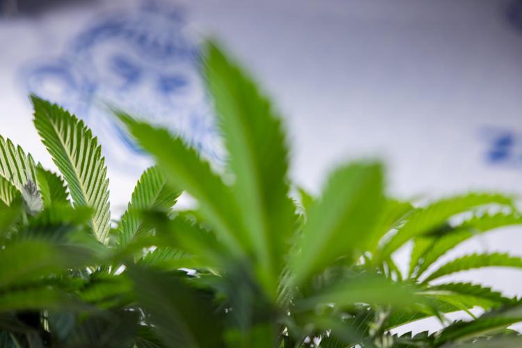 Tropicana Cookies #1 - Zamnesia x B&B. Week 4 - Tropicana Cookies #1 - Fimming