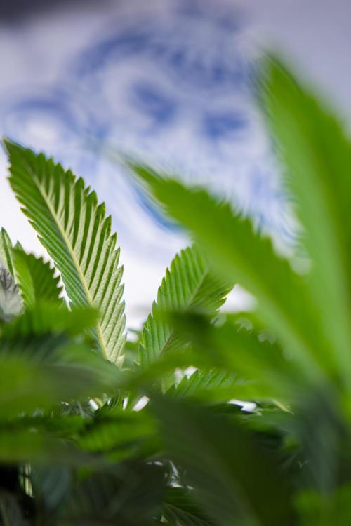 Tropicana Cookies #1 - Zamnesia x B&B. Week 4 - Tropicana Cookies #1 - Fimming