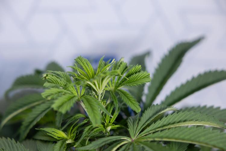 Tropicana Cookies #1 - Zamnesia x B&B. Week 4 - Tropicana Cookies #1 - Fimming