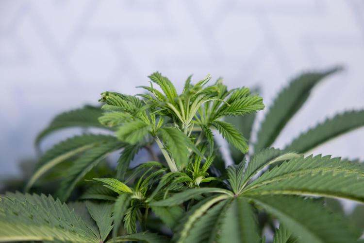 Tropicana Cookies #1 - Zamnesia x B&B. Week 4 - Tropicana Cookies #1 - Fimming