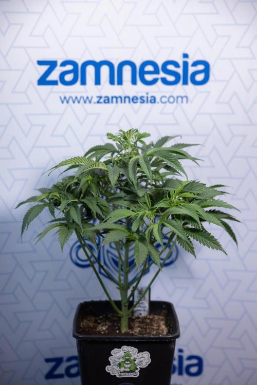 Tropicana Cookies #1 - Zamnesia x B&B. Week 4 - Tropicana Cookies #1 - Fimming