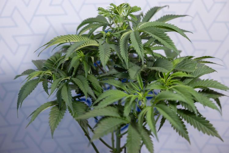 Tropicana Cookies #1 - Zamnesia x B&B. Week 4 - Tropicana Cookies #1 - Fimming