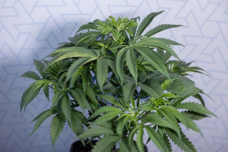 Tropicana Cookies #1 - Zamnesia x B&B. Week 4 - Tropicana Cookies #1 - Fimming