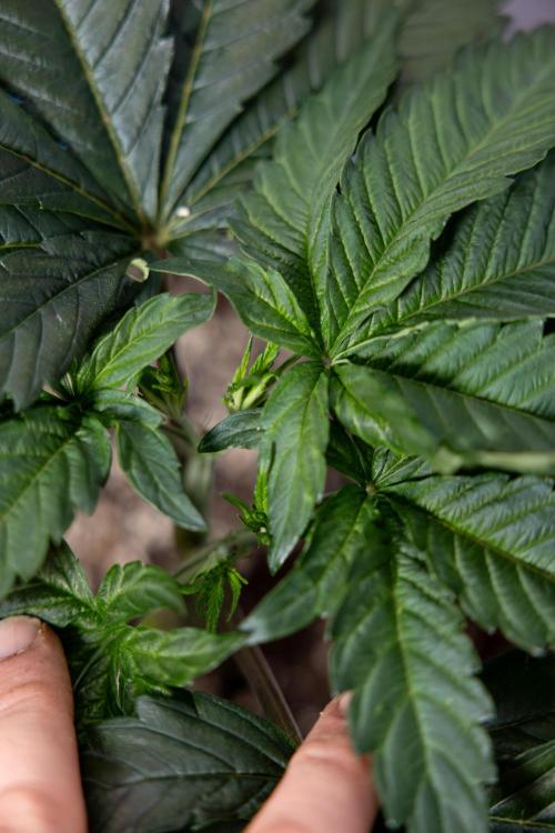 L.A. Kush Cake #3 - Zamnesia x B&B. Week 4 - LA Kush Cake #3 - Veg - Topping