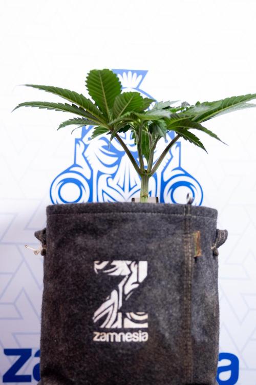 L.A. Kush Cake #3 - Zamnesia x B&B. Week 4 - LA Kush Cake #3 - Veg - Topping