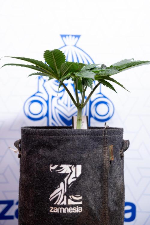 L.A. Kush Cake #3 - Zamnesia x B&B. Week 4 - LA Kush Cake #3 - Veg - Topping