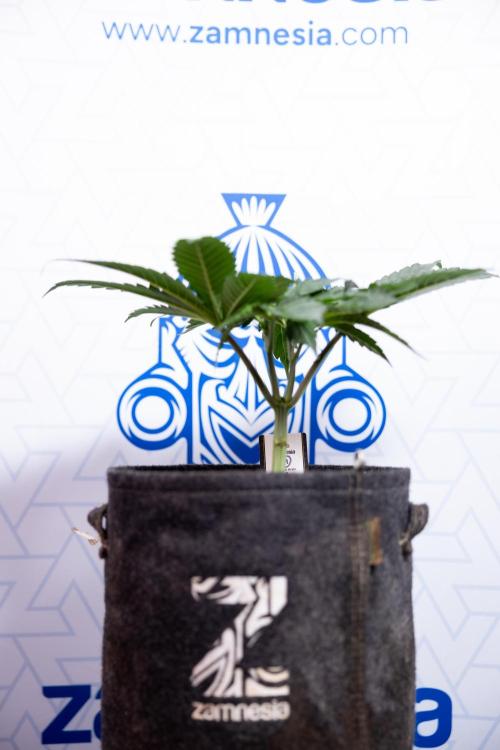 L.A. Kush Cake #3 - Zamnesia x B&B. Week 4 - LA Kush Cake #3 - Veg - Topping