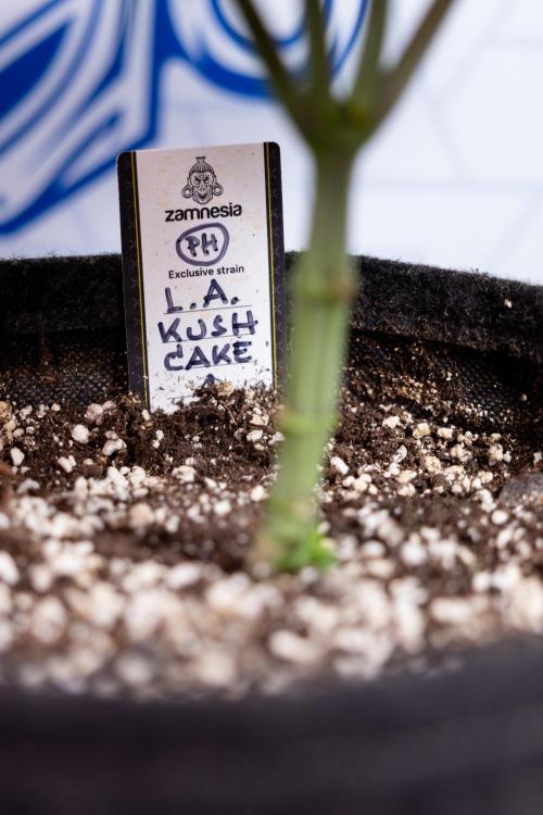 L.A. Kush Cake #3 - Zamnesia x B&B. Week 4 - LA Kush Cake #3 - Veg - Topping